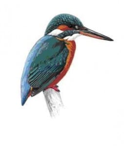 kingfisher